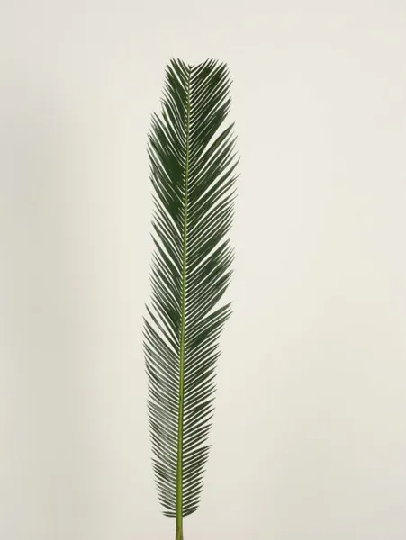 Hovedbilde Kunstig Baby Cycus 65 cm
