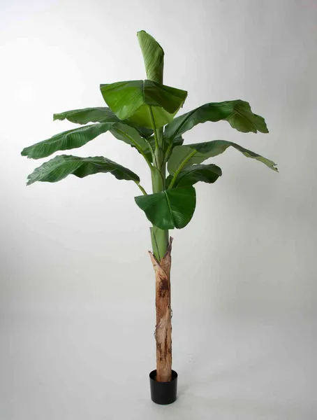 Hovedbilde Kunstig Bananpalme 140 eller 210 cm